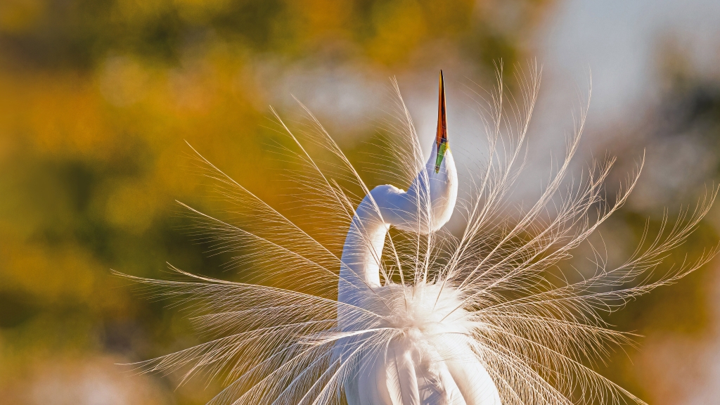 必应壁纸：大沼泽国家公园里的一只大白鹭 20221206