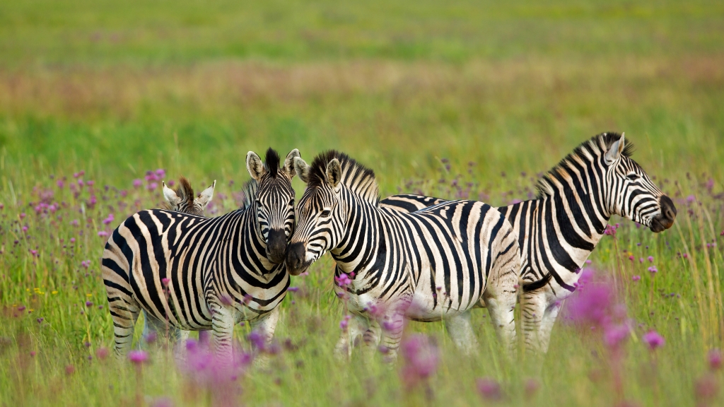 必应壁纸：南非自然保护区的斑马
