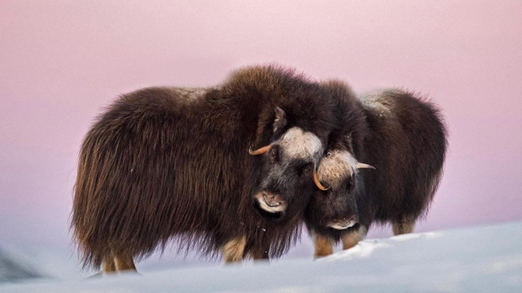 必应壁纸：多弗勒山-松达尔国家公园的麝牛与她的宝宝 20221209