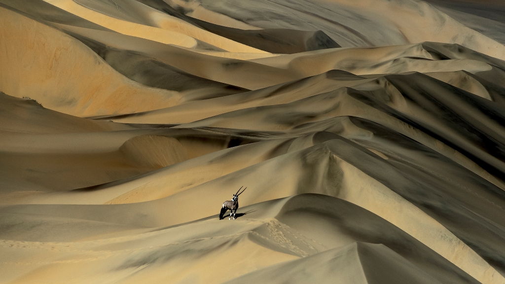 必应壁纸：南非剑羚在沙丘中